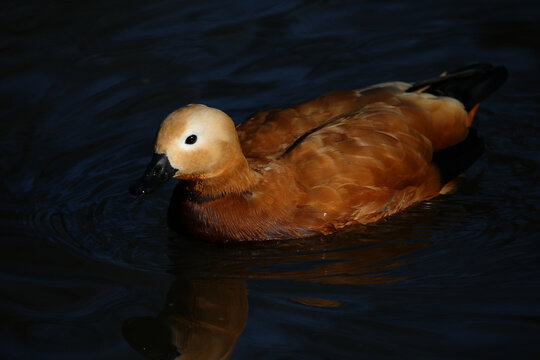 Rostgans / Ruddy shelduck / Tadorna ferruginea