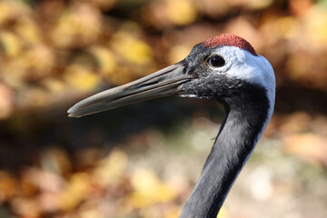 Obraz premium Mandschurenkranich / Red-crowned crane / Grus japonensis