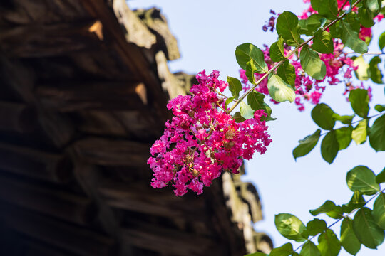 Blooming Crape Myrtle Against Blurred Old Town Background