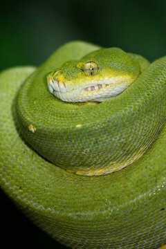 Gr&uuml;ner Baumpython / Green tree python / Morelia viridis