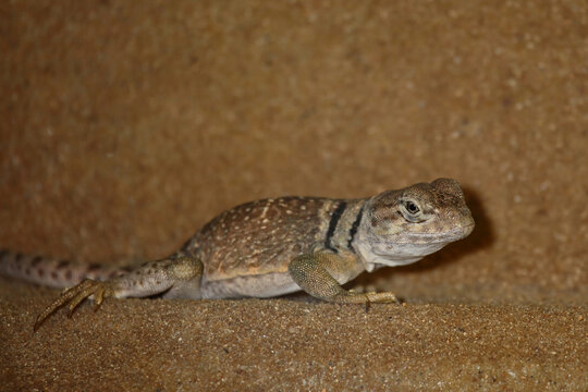 Halsbandleguan / Common collared lizard / Crotaphytus collaris