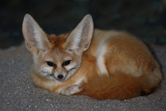 Fennek oder W&uuml;stenfuchs / Fennec fox / Vulpes zerda - Fennecus zerda