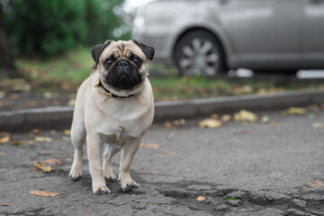 Obraz premium Purebred fawn pug puppy outdoors representing a pet nutrition and veterinary care concept. Domestic animal welfare, popular small dog breed focus training, and urban environment exploration