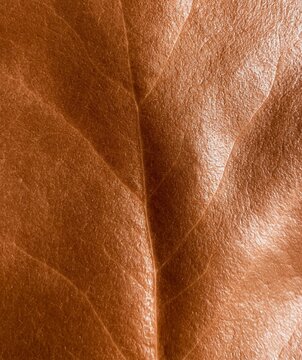 Close-up of brown dried leaf texture with central vein