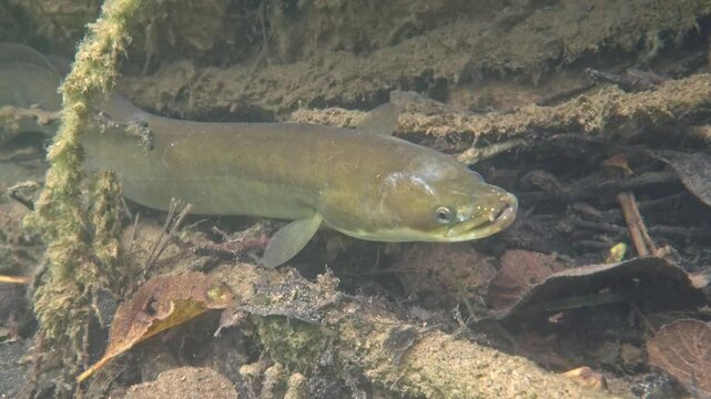 European eel (Anguilla anguilla) resting on muddy bottom and breathing underwater