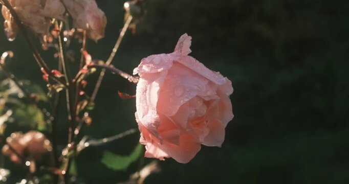 A light pink rose covered with water droplets blooms on a stem in morning sunlight.