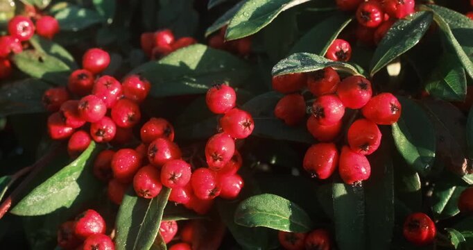 Close-up view of small, round red berries on a bush, with some leaves showing small holes and visible water beads.