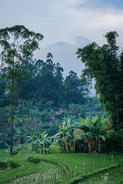 Fields of rice in Java. Indonesia