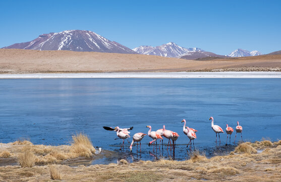 Andean flamingos swimming in altiplano lagoon with mountains