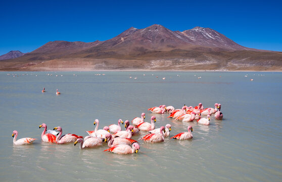 Andean flamingos swimming in altiplano lagoon with mountains