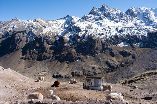 Alpacas grazing at high altitude near ausangate mountain
