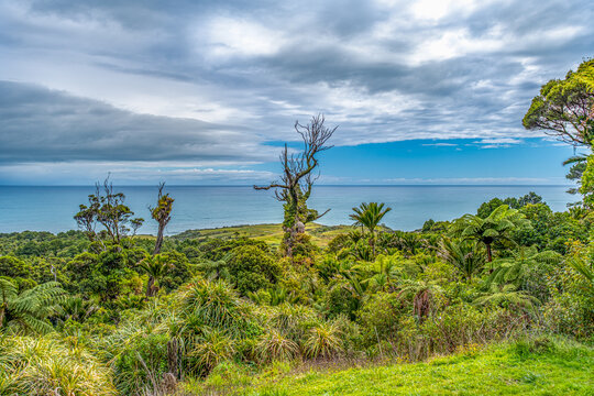 Weiter Blick &uuml;ber Regenwald mit Baumfarnen und knorrigem Totholzbaum auf das Meer bei Perpendicular Point, Punakaiki, Neuseeland
