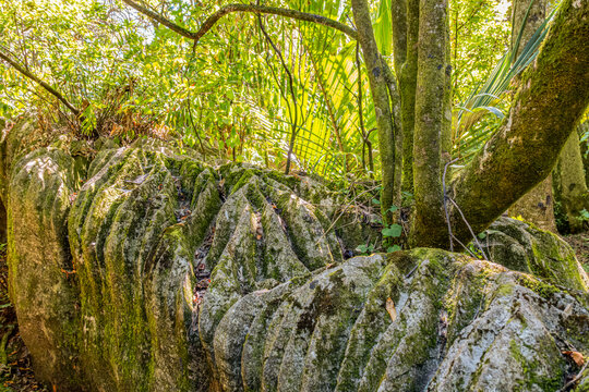 Bemooste Karst-Kalksteinformationen mit tiefen Rillen im Regenwald der Labyrinth Rocks, Takaka, Golden Bay, Neuseeland