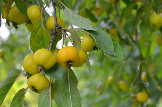 Crabapple tree 'Golden Hornet' tree branches with bunch of yellow ripen apples and green leaves . Closeup ,outdoors. Nature, autumn season ,garden, crabapple harvest , growing fruit trees concept.