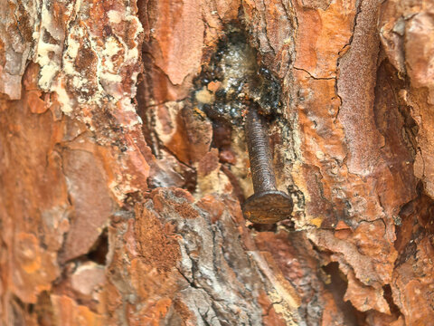 Rusty nail embedded in textured bark of old tree showcasing nature's resilience