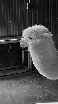 Black and white vertical footage of curious white alpaca in rustic wooden barn
