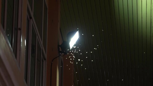 Swarm of insects and moths flying around bright outdoor spotlight mounted on building wall at night, many small insects and flies moving over powerful electric lantern hanging on house facade outside.