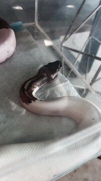 Close Up View Of Pied Ball Python Morph White And Brown Pattern