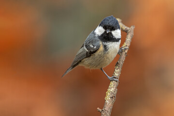 Coal Tit (Periparus ater) perched on a branch against a soft autumn background, captured in its natural habitat with warm foliage and beautiful seasonal colors © Simone