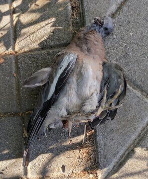 Cad&aacute;ver de una paloma muerta en una calle. P&aacute;jaro muerto en una superficie urbana.	