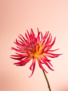 Vibrant Pink Dahlia Flower with Yellow Center on Soft Pink Background