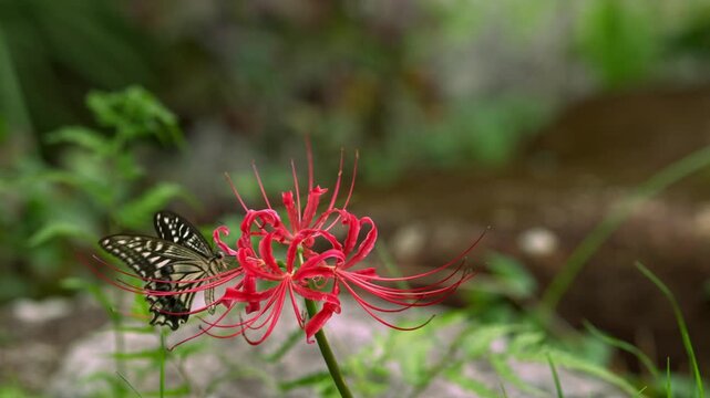 彼岸花の蜜を吸うアゲハ蝶