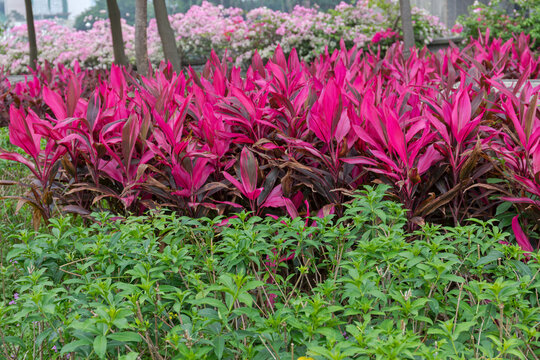 Vibrant Red Tropical Plants Hawaiian Ti Cordyline at City Park Garden in Hong Kong