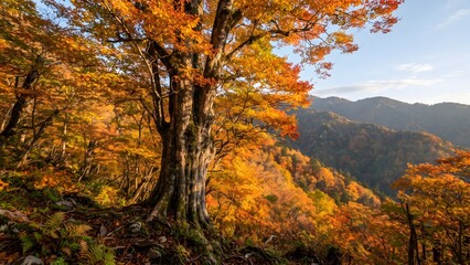 Fototapeta premium Large tree with vibrant autumn foliage overlooking a mountain valley