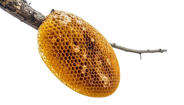 honey bee hive isolated on transparent background