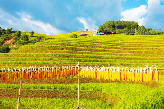 Breathtaking scenery of terraced rice fields. Picturesque rice terraces of Mu Cang Chai.