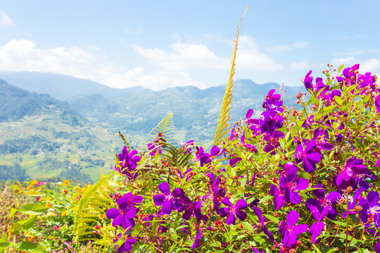 Breathtaking scenery of terraced rice fields. Picturesque rice terraces of Mu Cang Chai.
