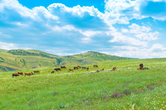 Idyllic mountain landscape with lush green grass and a herd of cows on a sunny day.