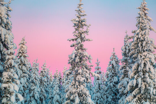 Sunset in a winter forest with snow-covered fir trees. Amazing winter landscape.