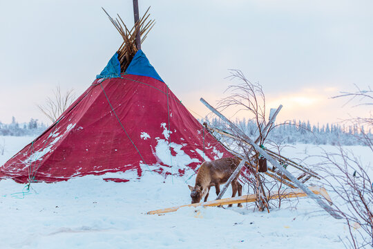 A lone reindeer near a chum, the traditional home of Nenets reindeer herders, at sunset. Life beyond the Arctic Circle.