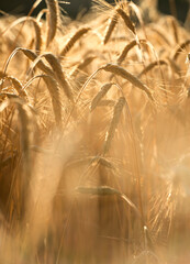 Obraz premium Golden wheat heads in warm evening light