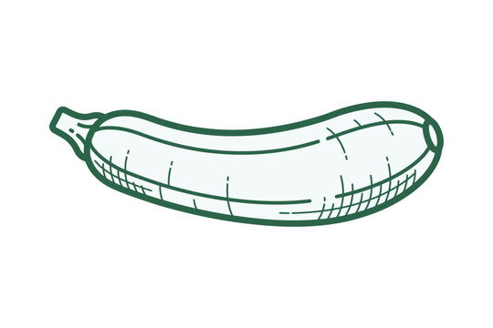 Hand Drawn Zucchini Vector Illustration