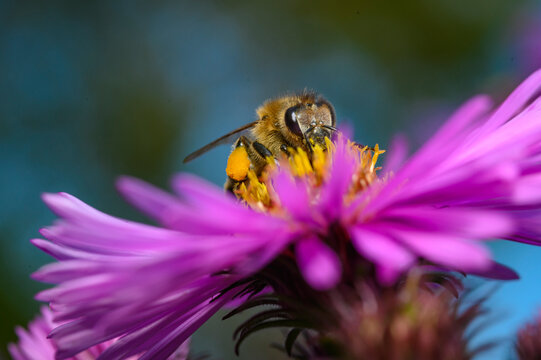 bee on a flower