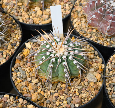 Gymnocalycium vatteri cactus with prominent white woolly areoles