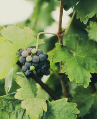Obraz premium Grapes at different stages of ripening on grapevine