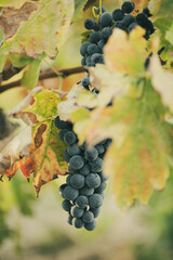Obraz premium Dark grape cluster hanging among autumn vine leaves