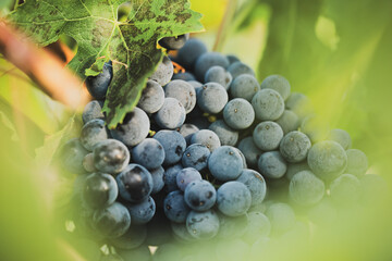 Obraz premium Ripe purple grapes partially hidden by green vine leaves