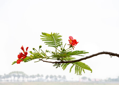 A branch of the flamboyant tree, scientifically known as Delonix regia. On the island of Java, this ornamental tree is locally called &ldquo;Flamboyan.&rdquo;  (Indonesia)