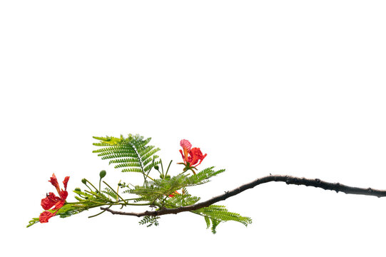 A branch of the flamboyant tree, scientifically known as Delonix regia. On the island of Java, this ornamental tree is locally called &ldquo;Flamboyan.&rdquo;  (Indonesia)