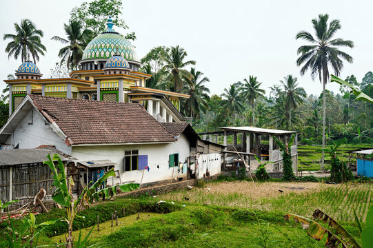Crops in front of a mosque in the Lumalang region (Java, Indonesia)