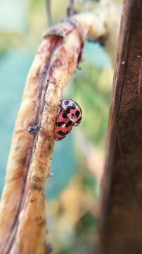 small ladybugs perched on the stems. little ladybug video