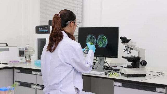Female scientist studying plant samples in a biotechnology laboratory. Woman researcher working with plant specimens in a flask and petri dish. Scientific research on plant growth and microbiology.
