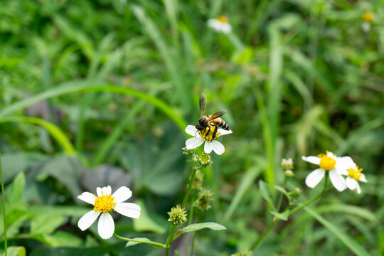 A honey bee (Apis cerana) collecting nectar on a white spanish needle flower (Bidens pilosa) in a lush green natural field during daylight.