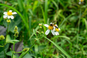 Honeybee (Apis cerana) collecting nectar on Spanish needle flower (Bidens pilosa) in lush green field, capturing natural pollination and vibrant summer ecosystem in detail. © star