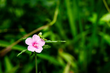 A blooming pink caesar weed flower (Urena lobata) with vibrant petals in close-up shot, isolated against a soft lush green natural blurred background. © star