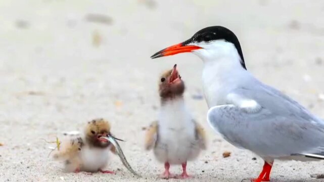 Adult common tern feeding a small fluffy chick with a fish on a sandy beach shore